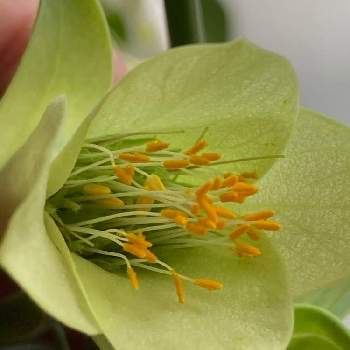 ピメレア ピソディスの投稿画像一覧 Greensnap グリーンスナップ ピメレア ピソディスの投稿画像一覧 Greensnap グリーンスナップ