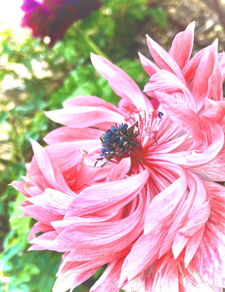 アネモネの投稿画像 By かぶとさん 地植えといつもの通り道と完全雨晒し 21月1月16日 Greensnap グリーンスナップ