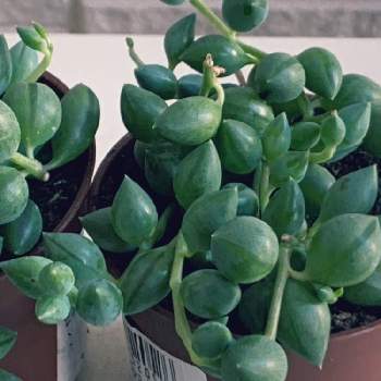 セネシオパールネックレスの投稿画像一覧 Greensnap グリーンスナップ