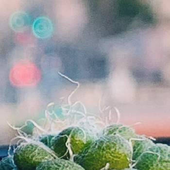 白い毛の投稿画像一覧 Greensnap グリーンスナップ