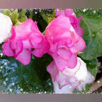 薔薇咲きジュリアン♡の画像 by レモンさん | 小さな庭とピンクの花と可愛い♡と薔薇咲きジュリアン♡とおうち園芸
