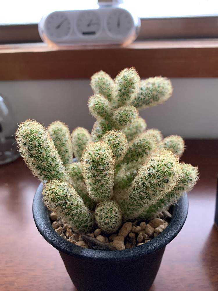 【手渡し限定】黄金丸（こがねまる）② 「マミラリア属」　栽培45年生　多肉植物 黄金丸(マミラリア)｜🍀GreenSnap（グリーンスナップ）