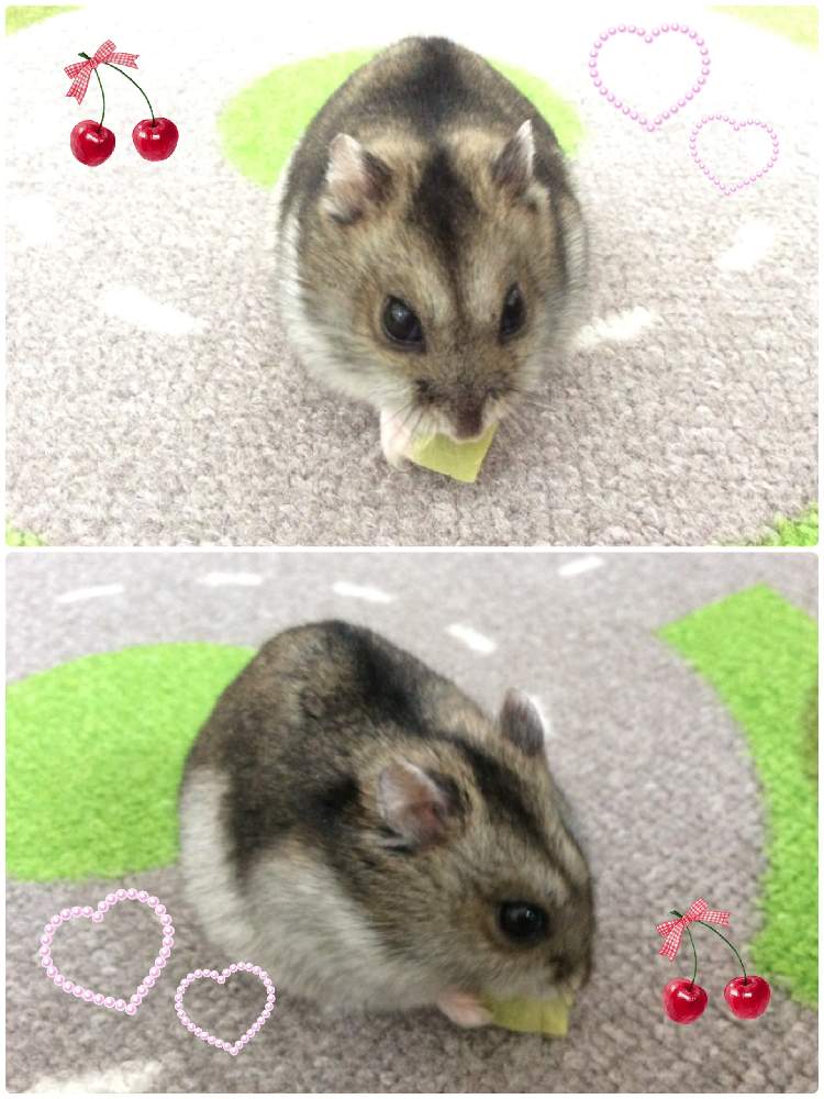 花じゃないけどの投稿画像 By Nagiさん 癒されるとハムスターと春が楽しみと頑張れ 日本 21月1月16日 Greensnap グリーンスナップ