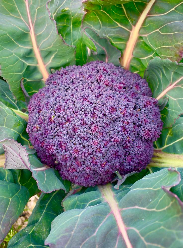 紫色の花の投稿画像 By Ejyoさん 緑のある暮らしとはたけとアブラナ科とアブラナ科アブラナ属とカリフラワーとバイオレットクインと紫色の花 と緑のある暮らしとはたけとアブラナ科とアブラナ科アブラナ属 21月1月16日 Greensnap グリーンスナップ Greensnap