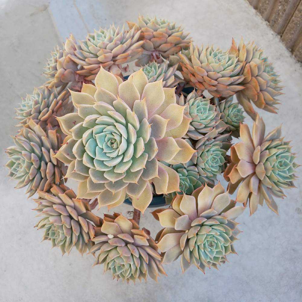 専用！多肉植物^o^ 希少❣️葉挿し赤ちゃんマーガレットレッピン錦 専用！多肉植物^o^ 希少❣️葉挿し赤ちゃんマーガレットレッピン錦 専用！