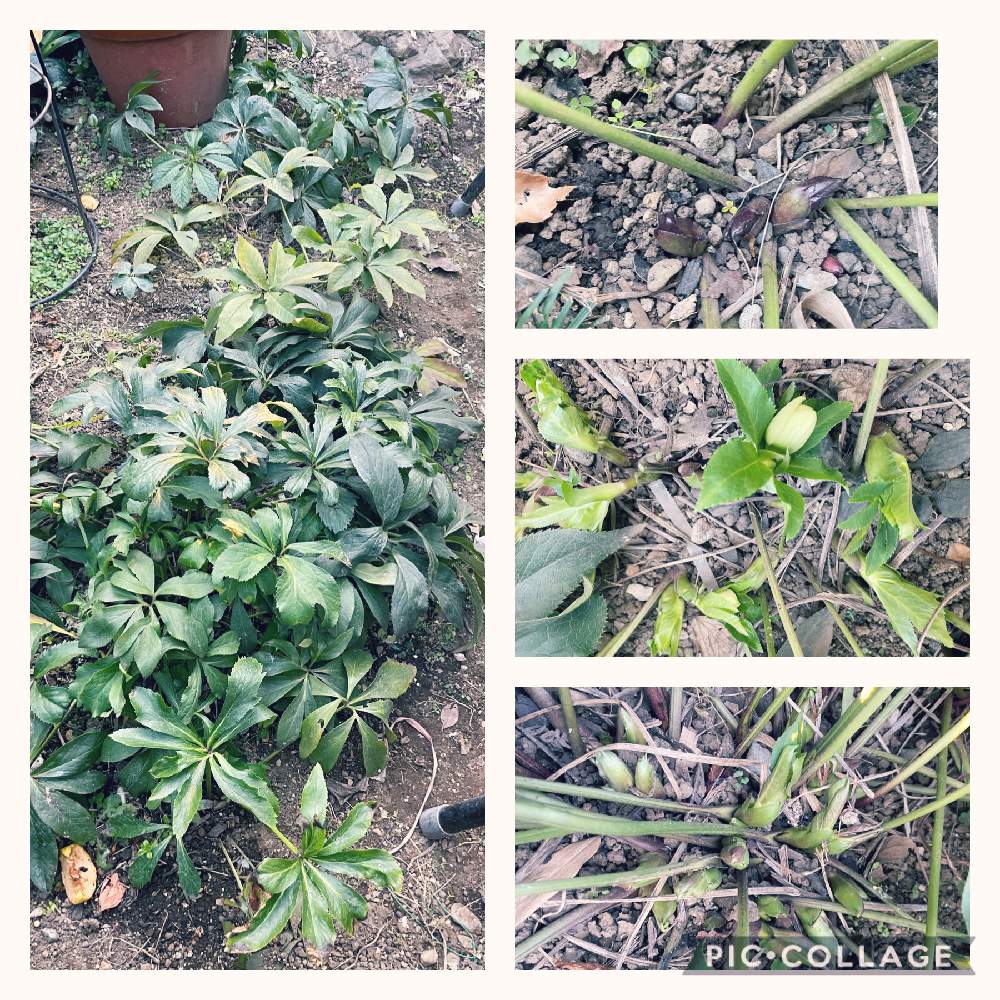 はなのある暮らしの投稿画像 By まじょるかさん 花を愛でると クリスマスローズと庭仕事と実家の庭の花 21月1月16日 Greensnap グリーンスナップ