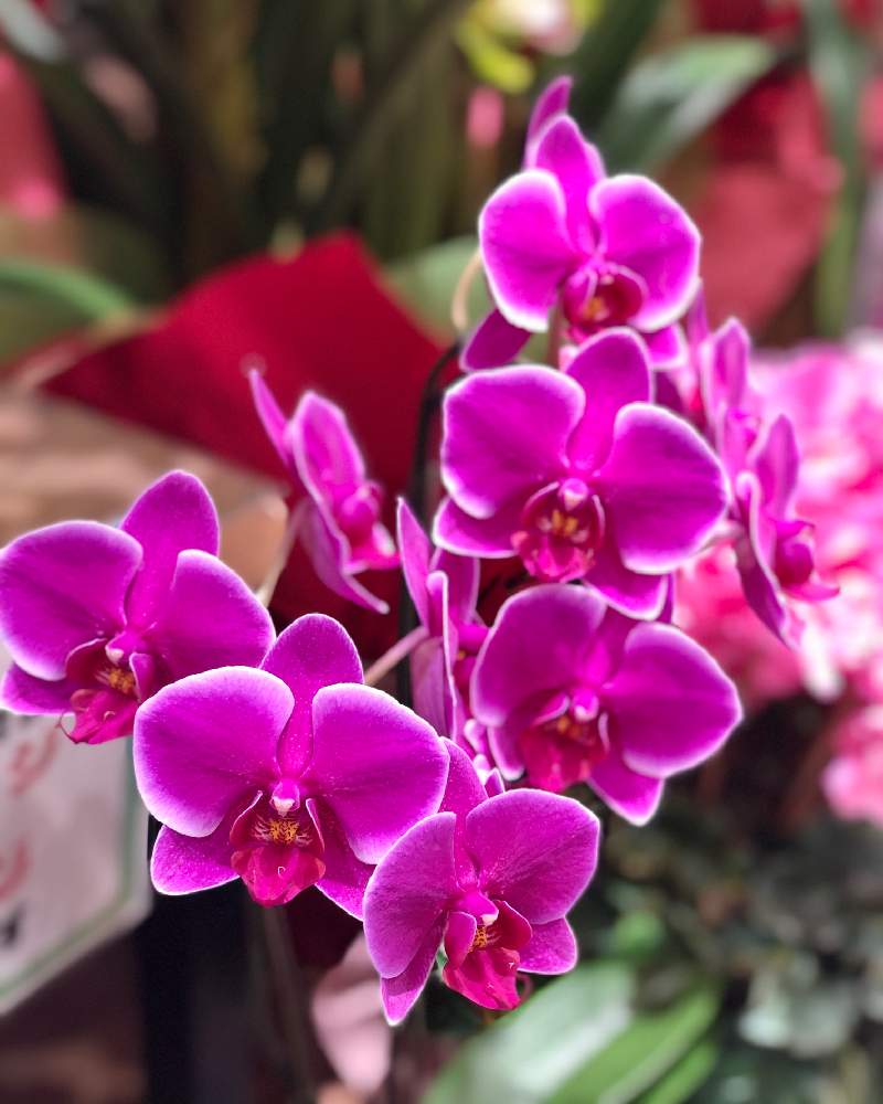 胡蝶蘭の投稿画像 By Kay Tama Gskさん カラフルと南国植物とピンクと鮮やか とピンク色の花と熱帯植物と亜熱帯植物とカラフルと南国植物と ピンクと鮮やか とピンク色の花と熱帯植物と亜熱帯植物 21月1月16日 Greensnap グリーンスナップ Greensnap