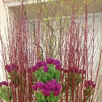 サンゴミズキの投稿画像一覧 Greensnap グリーンスナップ