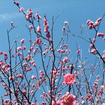 嫌なことも忘れての画像 by JASMINEさん | 花梅（はなうめ）ピンクとランニング中とお天道様に感謝と風を感じてと大丈夫、大丈夫と嫌なことも忘れてと今日のお花と一歩ずつ前にと深呼吸と心穏やかにと春は必ず来るとナチュラルパワーと空が高いといい香り