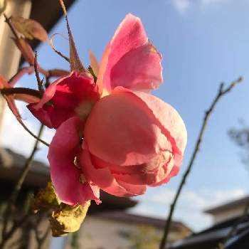 つるバラ誘引の投稿画像一覧 Greensnap グリーンスナップ