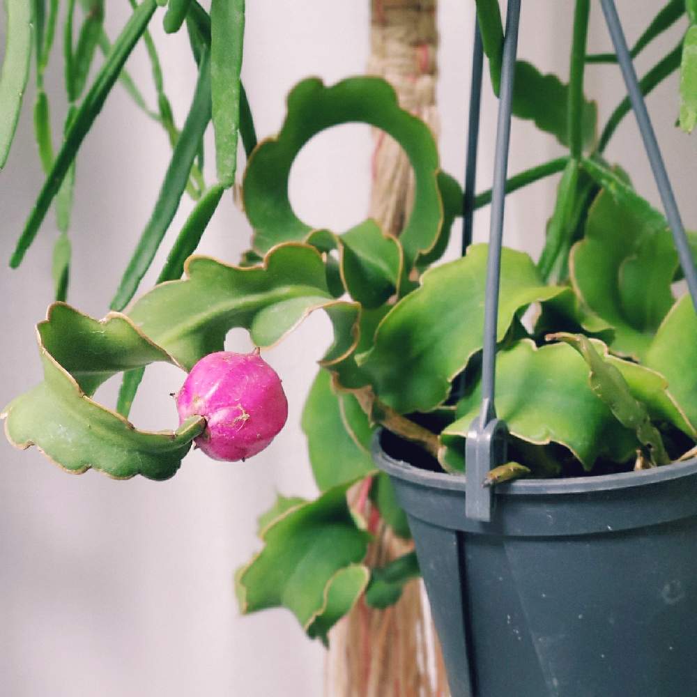 エピフィルム グアテマレンシスの投稿画像 By L Sさん エピフィラムとガテマレンシスとピンクの実とグアテマレンシスと窓辺とエピフィルム とエピフィラムとガテマレンシスとピンクの実とグアテマレンシスとエピフィルム 21月1月16日 Greensnap グリーンスナップ