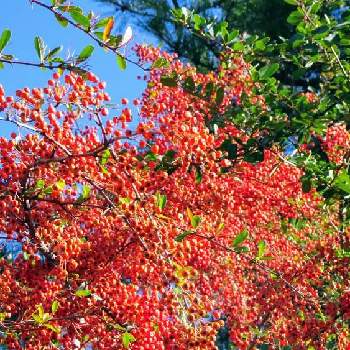仙台堀川公園の画像 by コマさんさん | お出かけ先とピラカンサの実と仙台堀川公園
