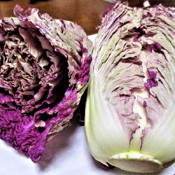 珍しい野菜の画像 by 栗 かのこさん | ミニ白菜と紫色と珍しい野菜と白菜　紫奏子