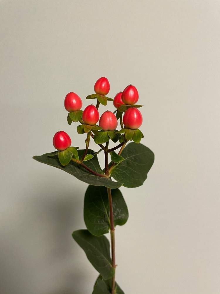 花瓶の投稿画像 By Happy Chanさん 赤い実と花束 ブーケ 21月1月16日 Greensnap グリーンスナップ