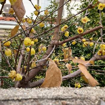特徴ある花の中心の投稿画像一覧 Greensnap グリーンスナップ