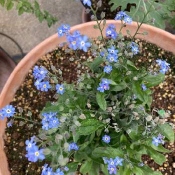 忘れな草 ブルーの投稿画像一覧 Greensnap グリーンスナップ