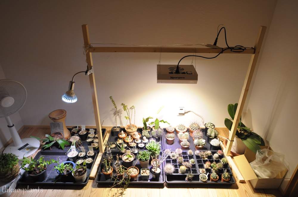 多肉植物の投稿画像 By Thkaoさん 観葉植物と植物育成ライトと自作とお部屋と多肉植物 21月1月17日 Greensnap グリーンスナップ