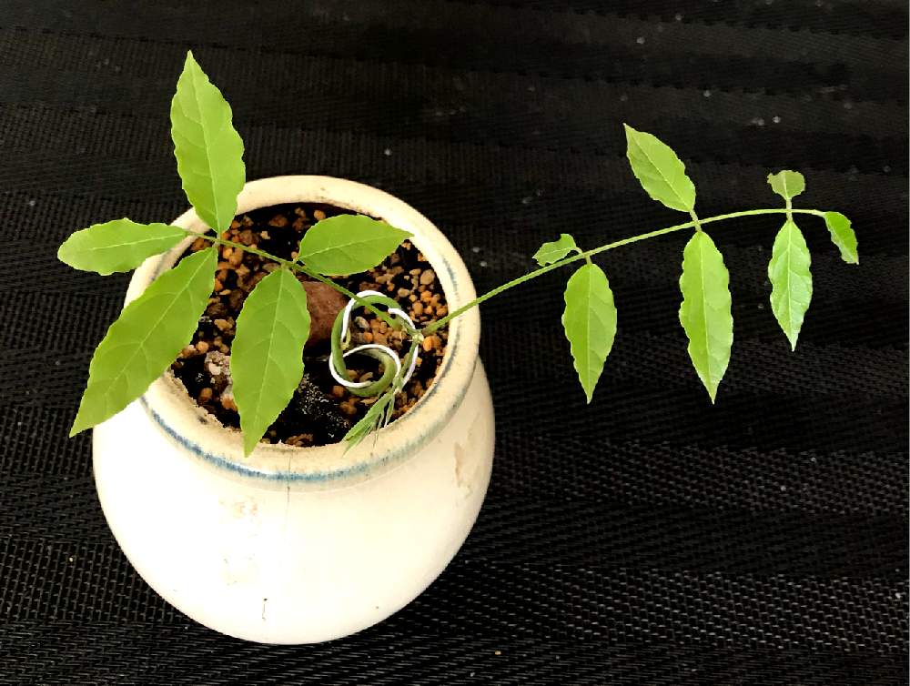 藤 ふじ の投稿画像 By 工房 Godさん 盆栽と実生と針金掛け 21月1月17日 Greensnap グリーンスナップ