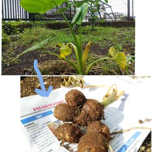 サトイモ,お世話頑張る,冬野菜,家庭菜園初心者,おうちde菜園の画像