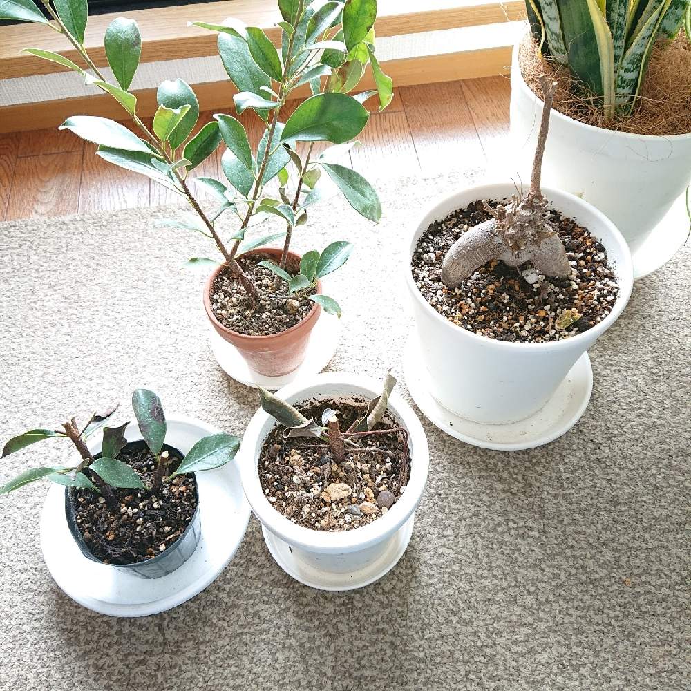 ガジュマルの投稿画像 By ぽんちきさん 復活希望と丸坊主 21月1月17日 Greensnap グリーンスナップ