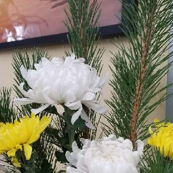 大菊の画像 by りょうたんさんさん | 部屋と葉牡丹と千両と枝若松と大菊と黄色の菊とライムグリーンマムと+1558とお正月生け花と生協の切り花としらとりの郷あすかてくるでと花のある暮らし