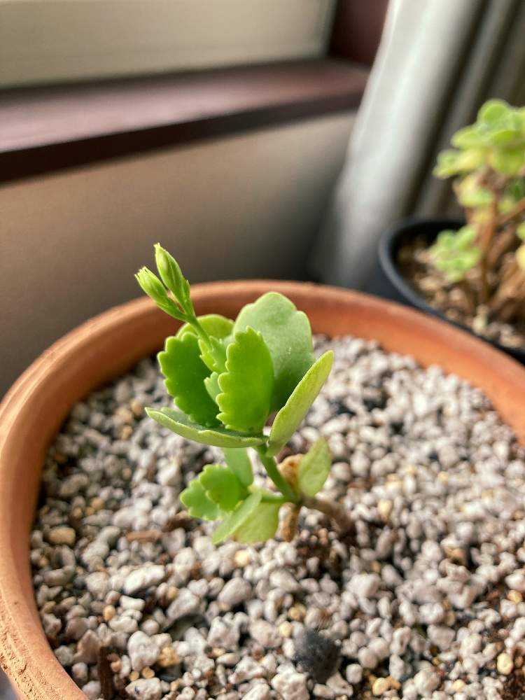 カランコエの花が咲くまで Greensnap グリーンスナップ