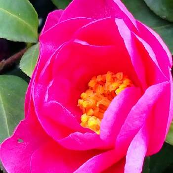 ローズ色の花の画像 by レモンさん | お出かけ先と山茶花・さざんかとローズ色の花