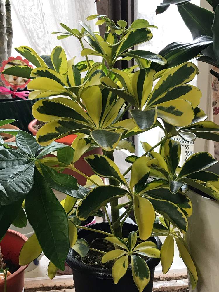 シェフレラの投稿画像 By たーこさん シェフレラ ホンコンカポック と植物のある暮らしとスマホ撮影と育てる楽しさ 21月1月17日 Greensnap グリーンスナップ