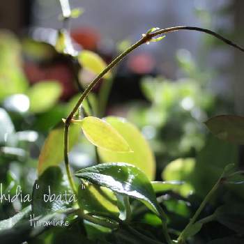 ディスキディア　オバタの画像 by ヒロミンさん | ディスキディア　オバタと観葉植物