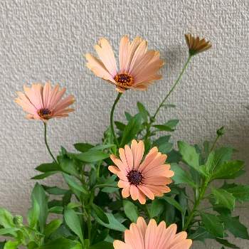 プルメリア,観察日記,挿し木,S家の成長記録の画像