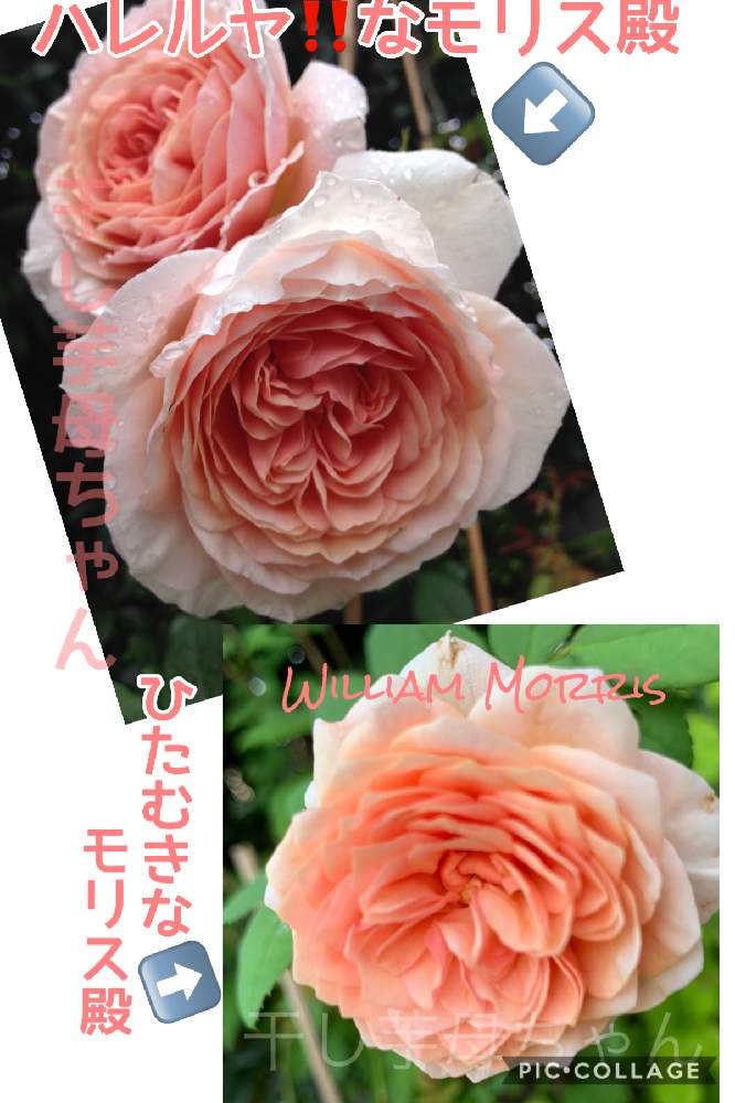 バラ ウィリアムモリスの投稿画像 By 干し芋母ちゃんさん 小さな庭と腐葉土研究会研究員18号と思い出のバラ とじいぃぃん とpicカラー トーン無加工とおうち園芸とモリス殿ふたたびとお友達にありがとう と腐葉土研究会研究員18号と思い出のバラとじいぃぃん とpic