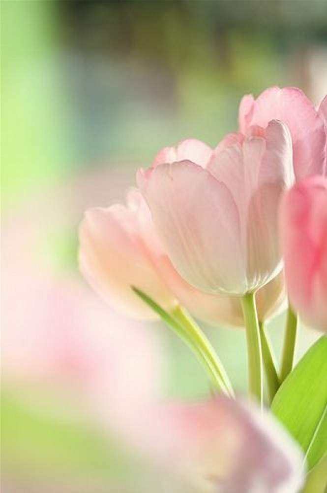 ピンクの花の投稿画像 By ふらわぁ さん 可愛い花と淡い色の花と チューリップと綺麗な花とガーデニングと花のある暮らし 21月1月17日 Greensnap グリーンスナップ