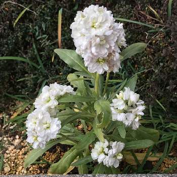 ストック 白 の投稿画像一覧 Greensnap グリーンスナップ