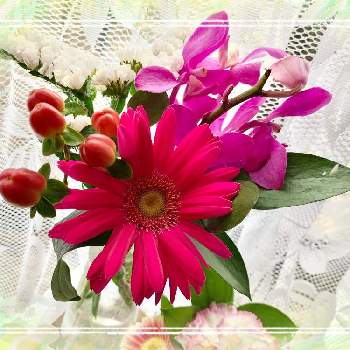 モカラ の投稿画像一覧 Greensnap グリーンスナップ