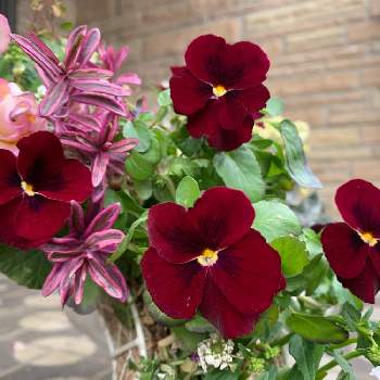 プリムラ パティシェール プリンの投稿画像一覧 Greensnap グリーンスナップ