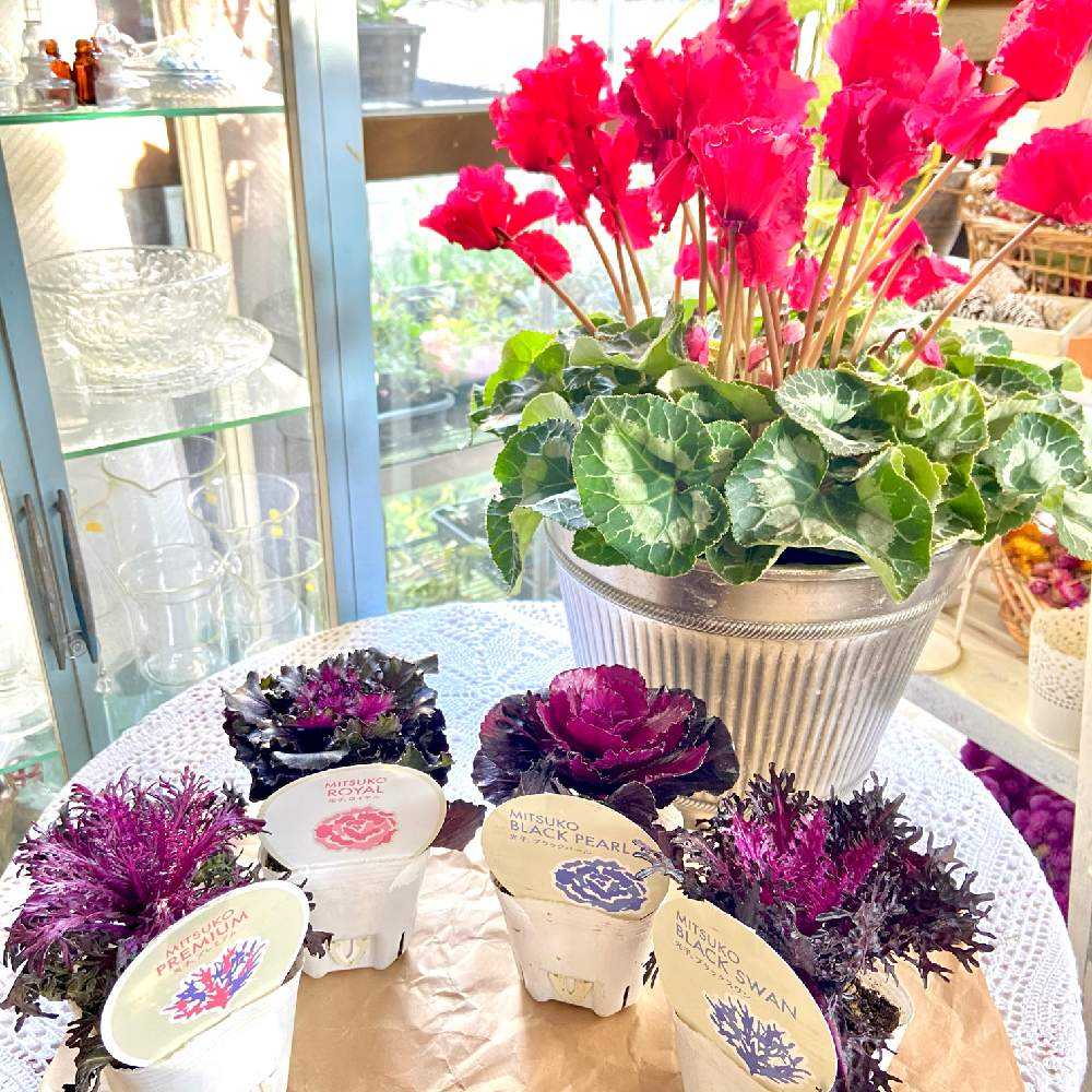 sweetbasket 葉牡丹とシクラメン 季節のお花 寄せ植え 売り切れました