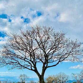 気になる木の画像 by haruruさん | 気になる木と飾りのない美しさ