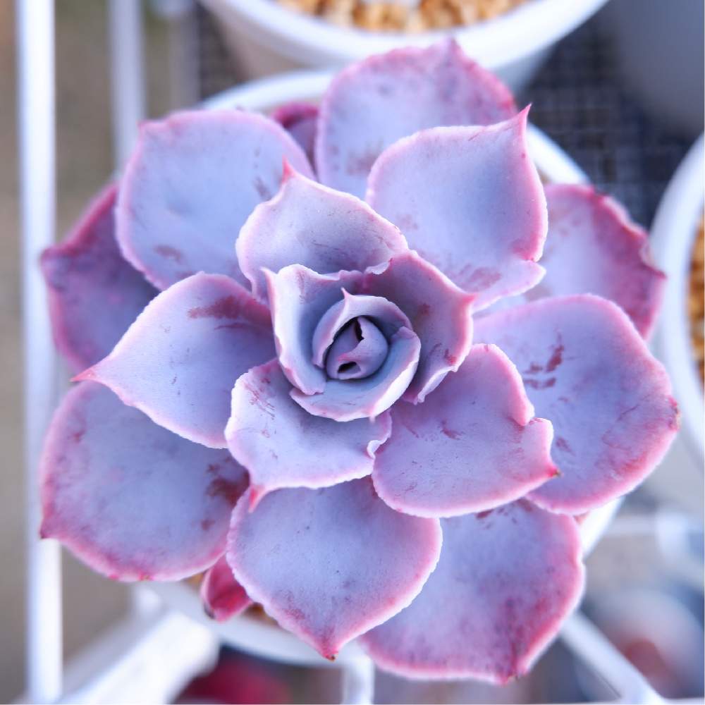 エケベリアの投稿画像 By Chanoさん ピンキーと多肉中毒と多肉植物と多肉大好きと多肉植物寄せ植えと多肉植物のある暮らしとエケベリア属と多肉女子と 多肉棚と多肉初心者 21月1月17日 Greensnap グリーンスナップ