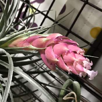 ししゃものアルバム Greensnap グリーンスナップ