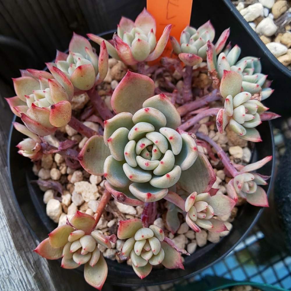 ダドレアクサンチhybの投稿画像 By たにくさん 18年夏蒔き 21月1月17日 Greensnap グリーンスナップ