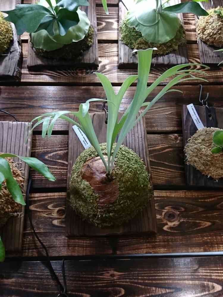 ビカクシダ アルシコルネ アフリカ 大株 コルク付け - 植物/観葉植物