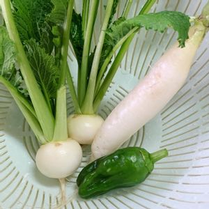 時なし小かぶ,挿し芽のピーマン,はつか大根ミニこまち,夏野菜,冬野菜の画像