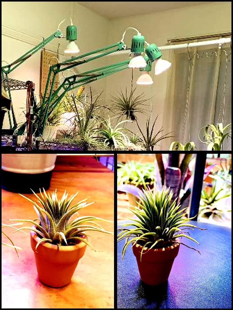 チランジア亜科の投稿画像 By 月面旅行さん チランジア エアプランツ と植物のある暮らしとティランジア亜科とブロメリア科とおうち園芸とチランジア属とエアプランツとビザールプランツとエアープランツ チランジア 21月1月17日 Greensnap グリーンスナップ チランジア亜科の投稿画像 By 月面旅行さん チランジア エアプランツ と植物のある暮らしとティランジア亜科とブロメリア科とおうち園芸とチランジア属とエアプランツとビザールプランツとエアープランツ チランジア 21月1月17日 Greensnap グリーンスナップ