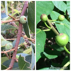 イヌビワ,イタビカズラ,イヌビワの実,イタビカズラの実,8/6picの画像