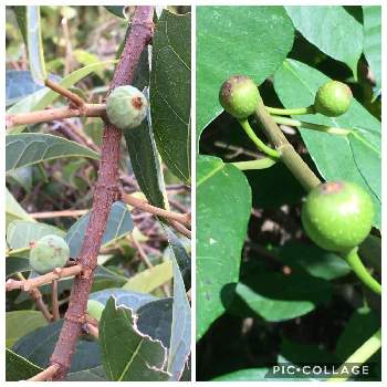 苔(コケ),シダ,野ばらの画像
