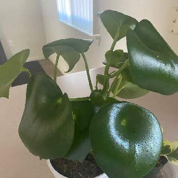 ペペロミアジェイドの投稿画像一覧 Greensnap グリーンスナップ