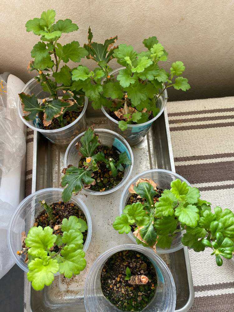 初心者🔰の菊の挿し木第二段とドラセナの挿し木【8月23日追記