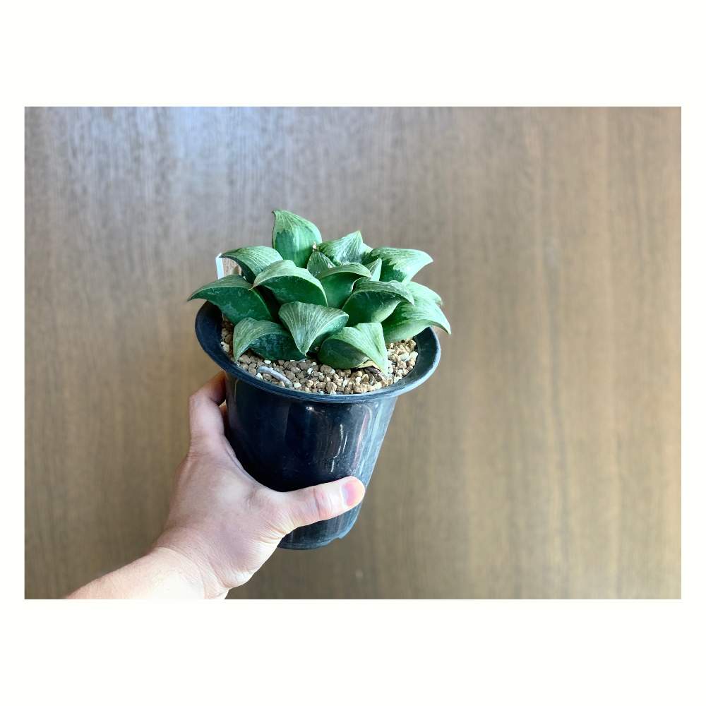 多肉の投稿画像 By Takashiさん ハオルチア レツーサ 寿とハオルチア レツーサ 21月1月18日 Greensnap グリーンスナップ