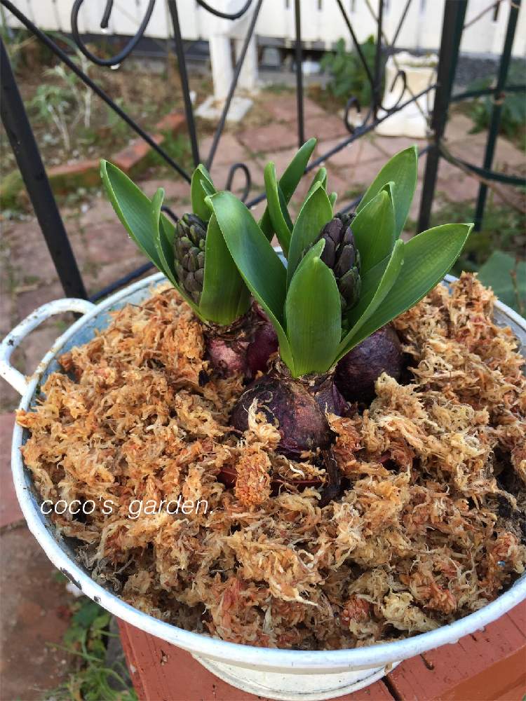 植物のある暮らしの投稿画像 By まっきんさん マイガーデンとヒヤシンス球根とナチュラルガーデンと植中毒とdiyとガーデニングと花のある暮らしとお庭とごきげんにねと冬のお庭 21月1月18日 Greensnap グリーンスナップ