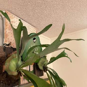 コウモリラン ネザランズの投稿画像一覧 Greensnap グリーンスナップ